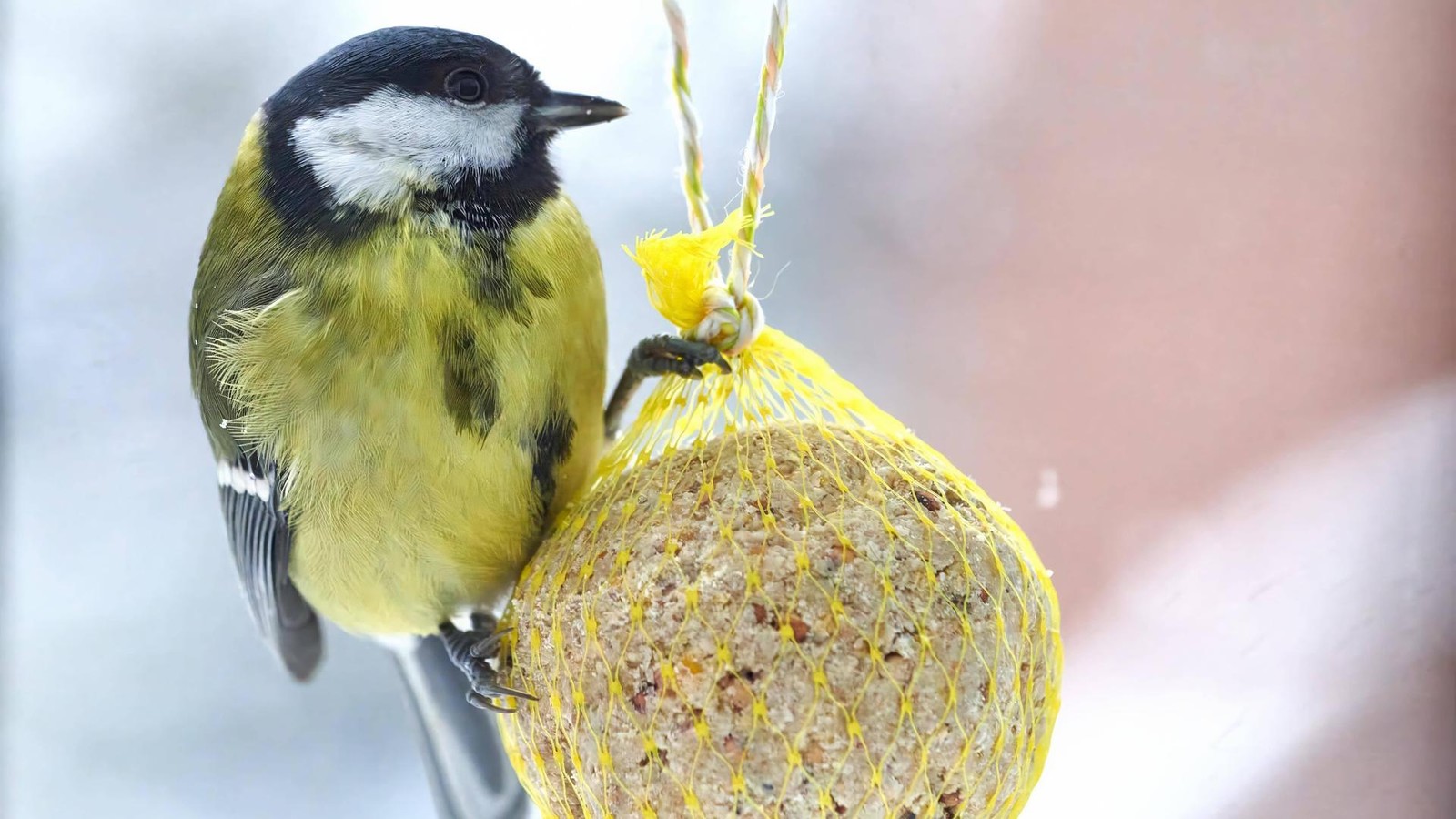 Tipps-f-r-die-Vogelf-tterung-im-Winter-Worauf-es-zu-achten-gilt
