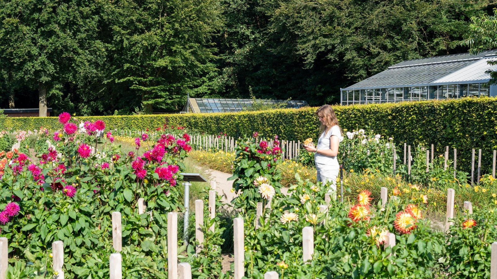 Dahliengarten-im-Volkspark-Ist-das-Blumenparadies-in-Gefahr-