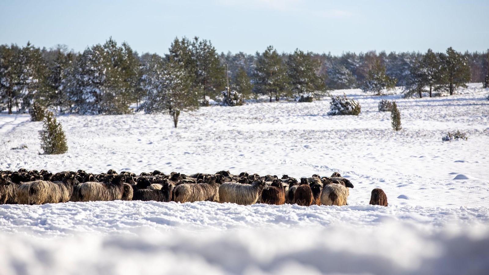 Silvester-ohne-Geb-ller-wo-das-in-der-L-neburger-Heide-geht