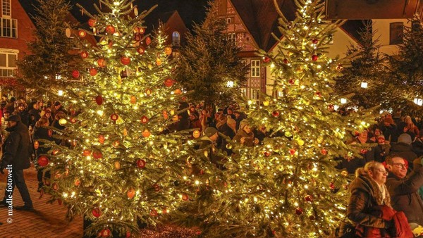 Wie im Märchen: Wo ein ganzer Wald aus Weihnachtsbäumen steht