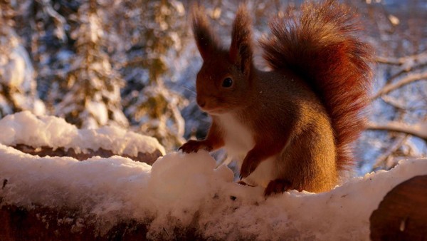 Warum Eichhörnchen gerade im Winter auf Hilfe angewiesen sind