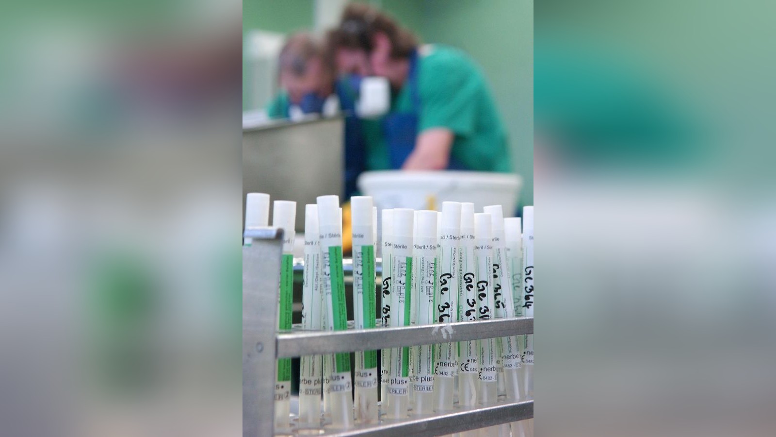 Wegen-Vogelgrippe-im-Altenburger-Land-Weihnachtsgefl-gel-schon-jetzt-schlachten