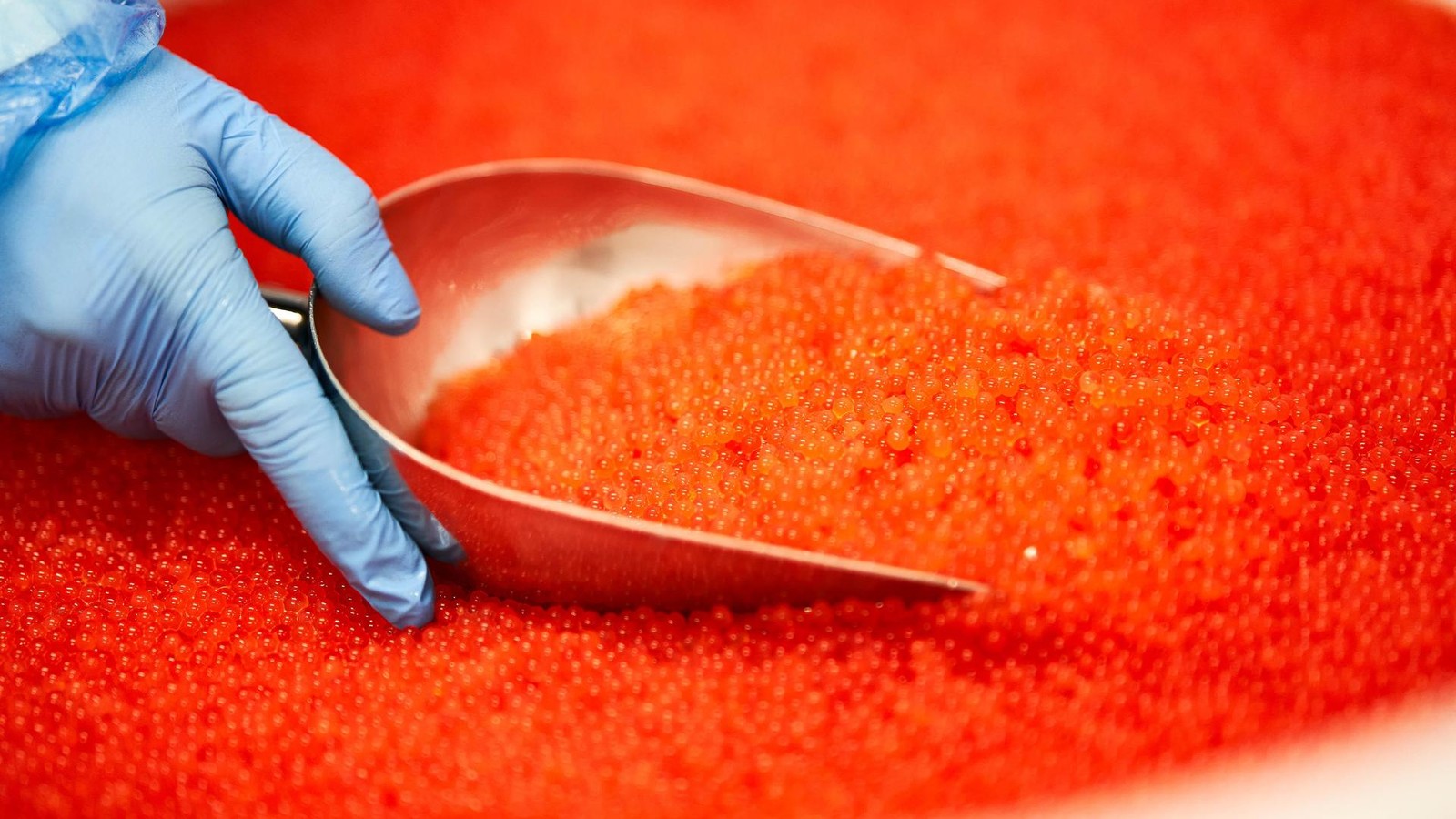 Kaviar-aus-der-Heide-Wo-man-die-Delikatesse-jetzt-frisch-bekommt