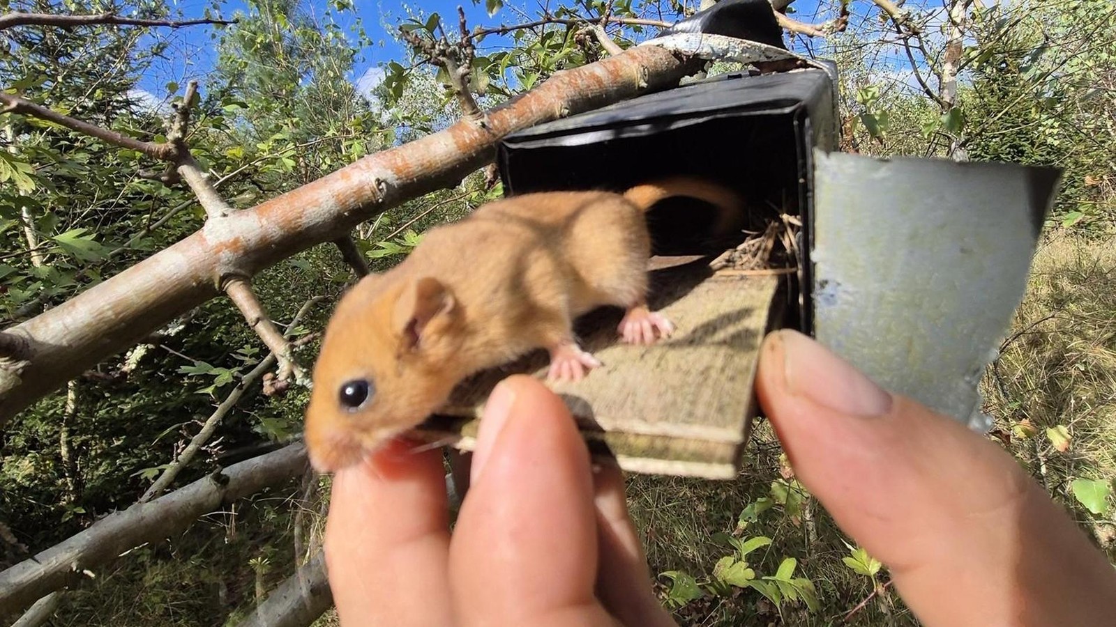 Warum-23-niedliche-Haselm-use-umziehen-m-ssen