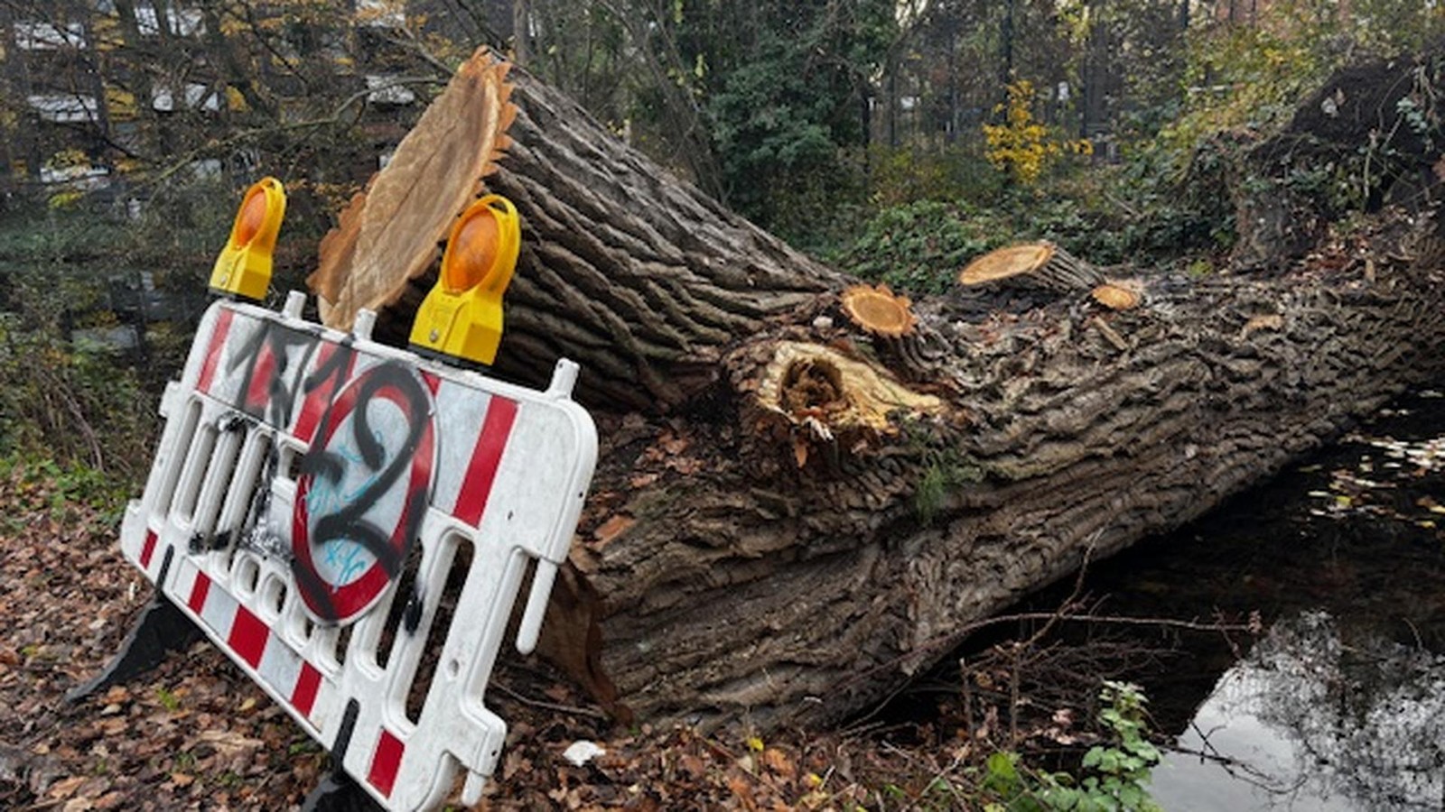 Nach-Sturm-in-D-sseldorf-Baum-liegt-wochenlang-in-D-ssel-Das-ist-der-Grund