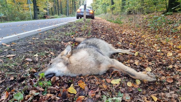 Auto erfasst Wolf bei Hamburg: Tier stirbt noch an der Unfallstelle