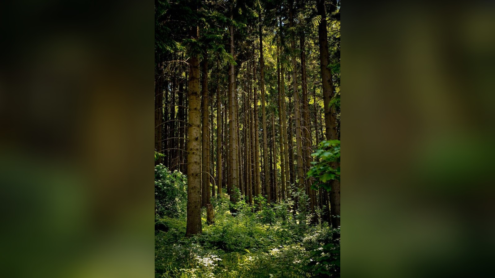 Wanderer-und-Spazierg-nger-im-Harz-aufgepasst-Hier-wird-am-Wochenende-gejagt