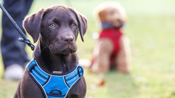 Hundesteuer-Kontrolle in Bottrop: Wie viele Haushalte bereits besucht wurden