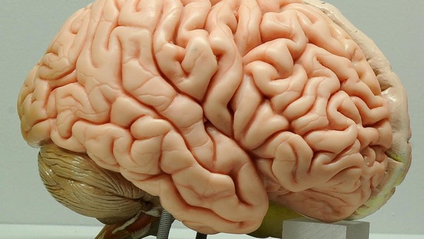 Nasen­tropfen gegen Hirntumore: Neuer Ansatz zeigt überraschende Wirkung