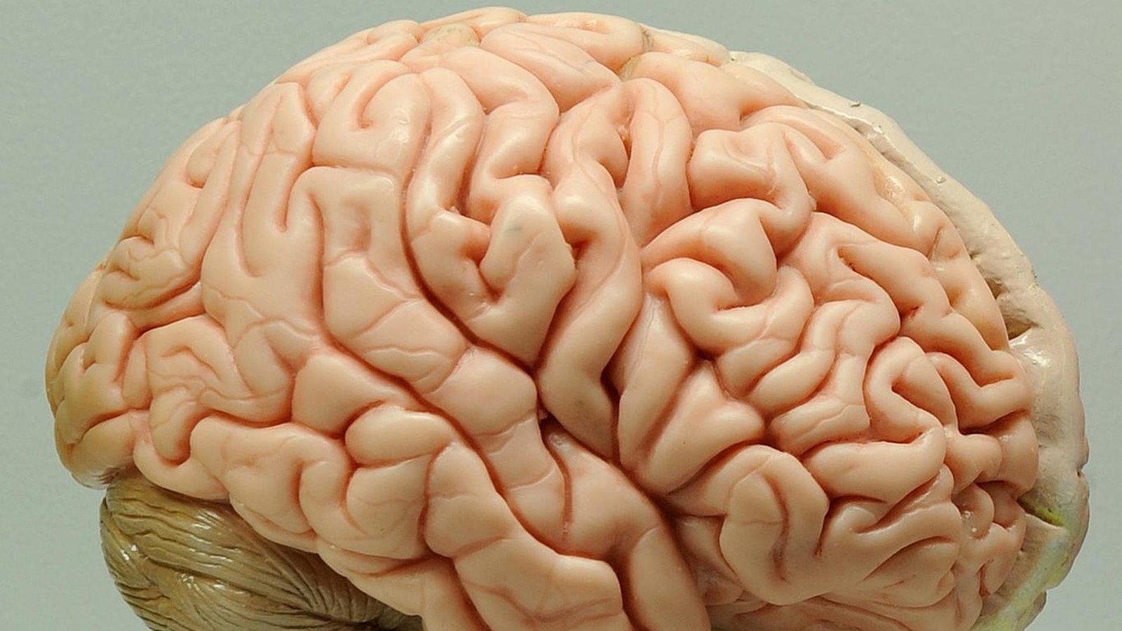 Kalorien-rmere-Ern-hrung-kann-Alterung-des-Gehirns-verlangsamen