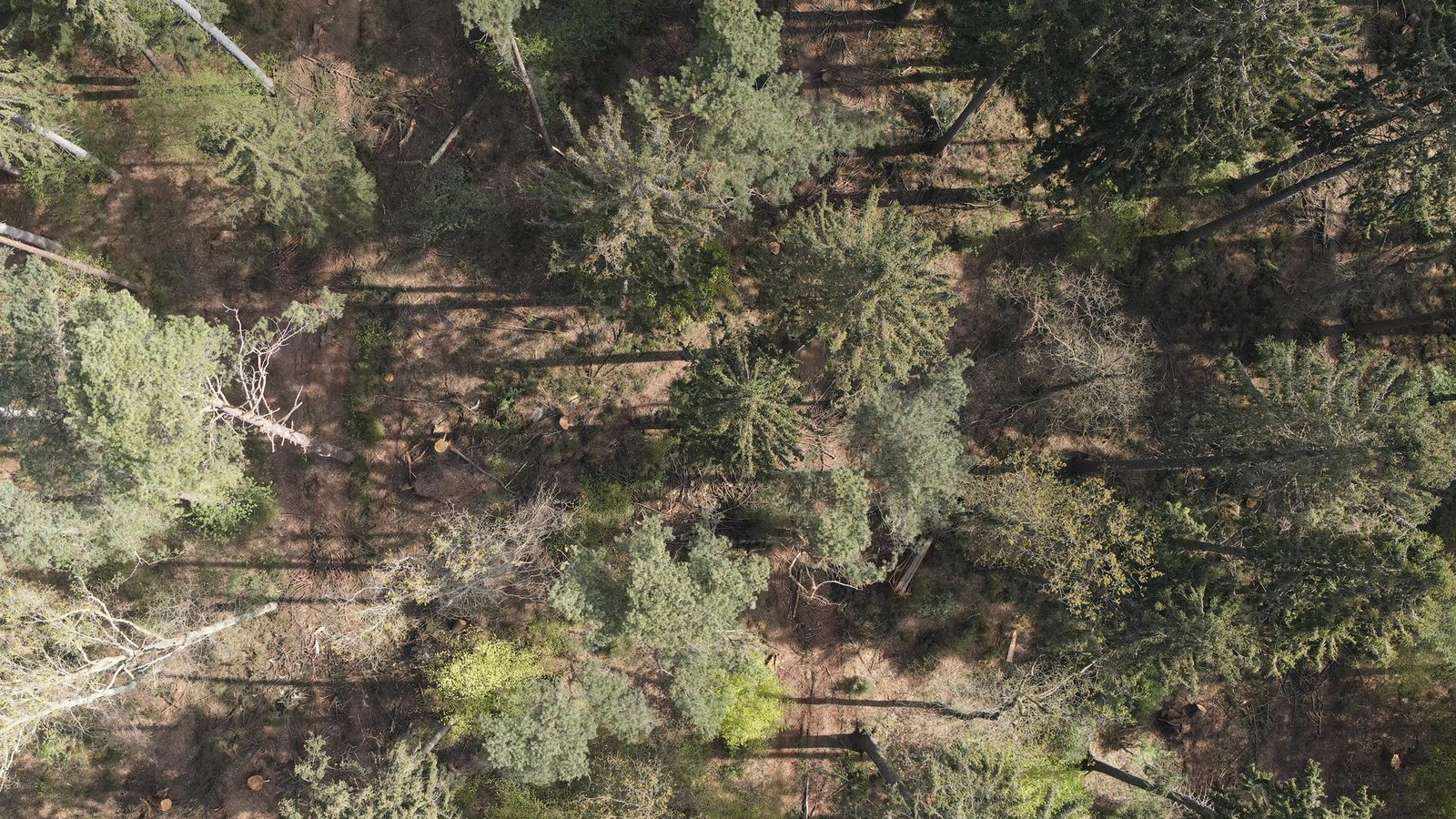 100-000-Euro-f-r-den-Sachsenwald-Signal-oder-Trostpflaster-