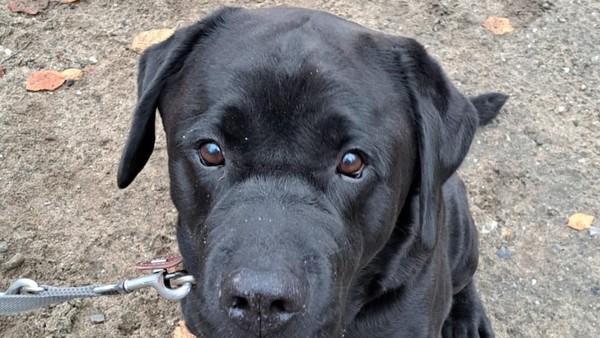 Tierheim Bottrop fragt: Wer gibt Balu ein neues Zuhause?