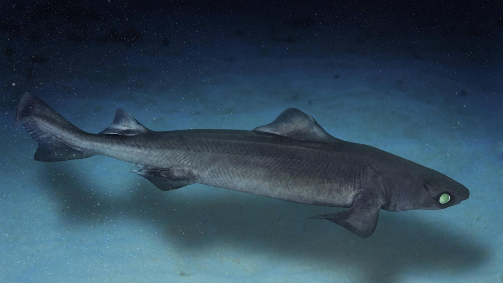 Kosmetik-Hersteller-rotten-Tiefsee-Kreatur-aus-Experten-warnen