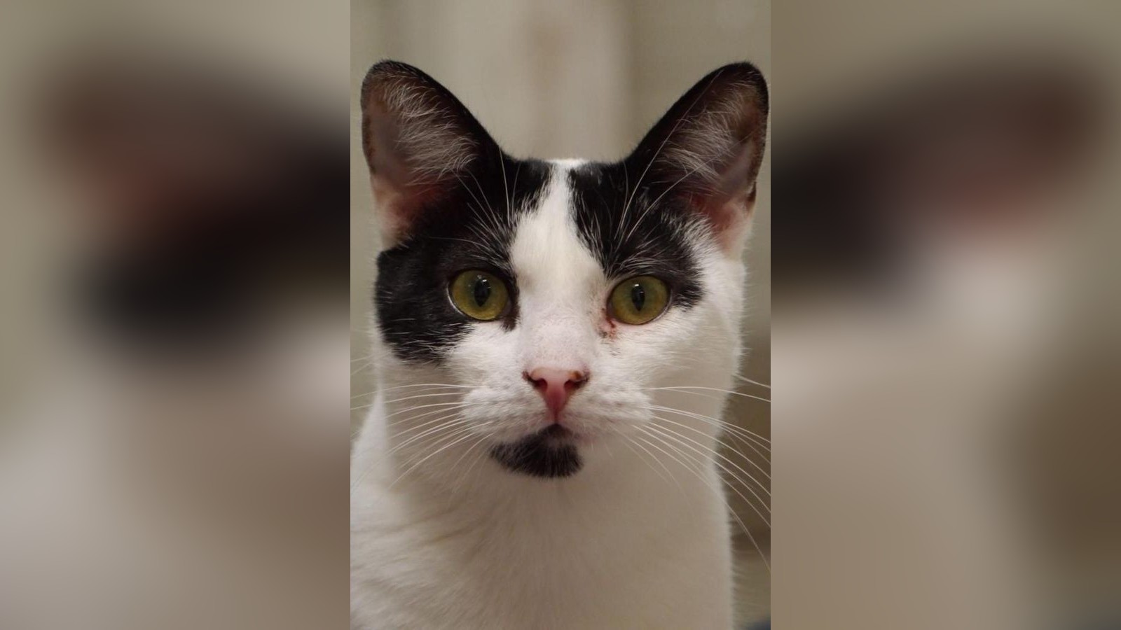 Tierheim-Peine-vermittelt-Katze-Pudding-nach-schwerem-Leben-in-Freiheit