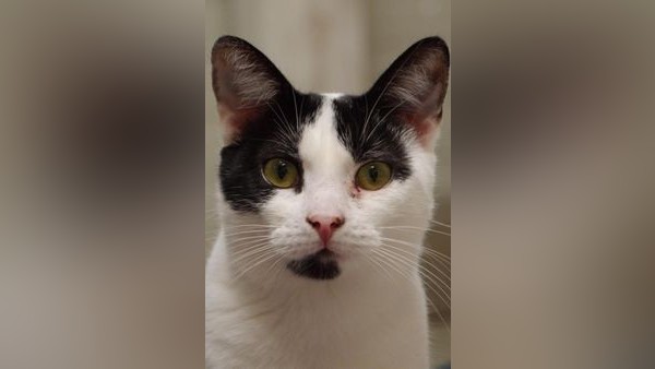 Tierheim Peine vermittelt Katze „Pudding“ nach schwerem Leben in Freiheit