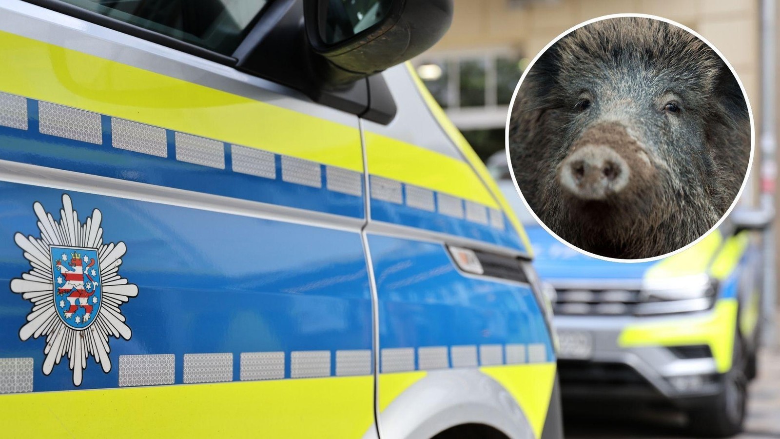 Wildschweine-legen-Regionalzug-im-Unstrut-Hainich-Kreis-lahm