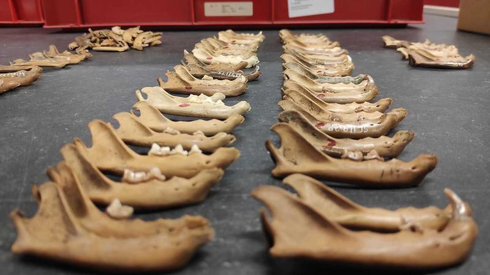 Hauskatzen-erreichten-Europa-viel-sp-ter-als-bisher-angenommen