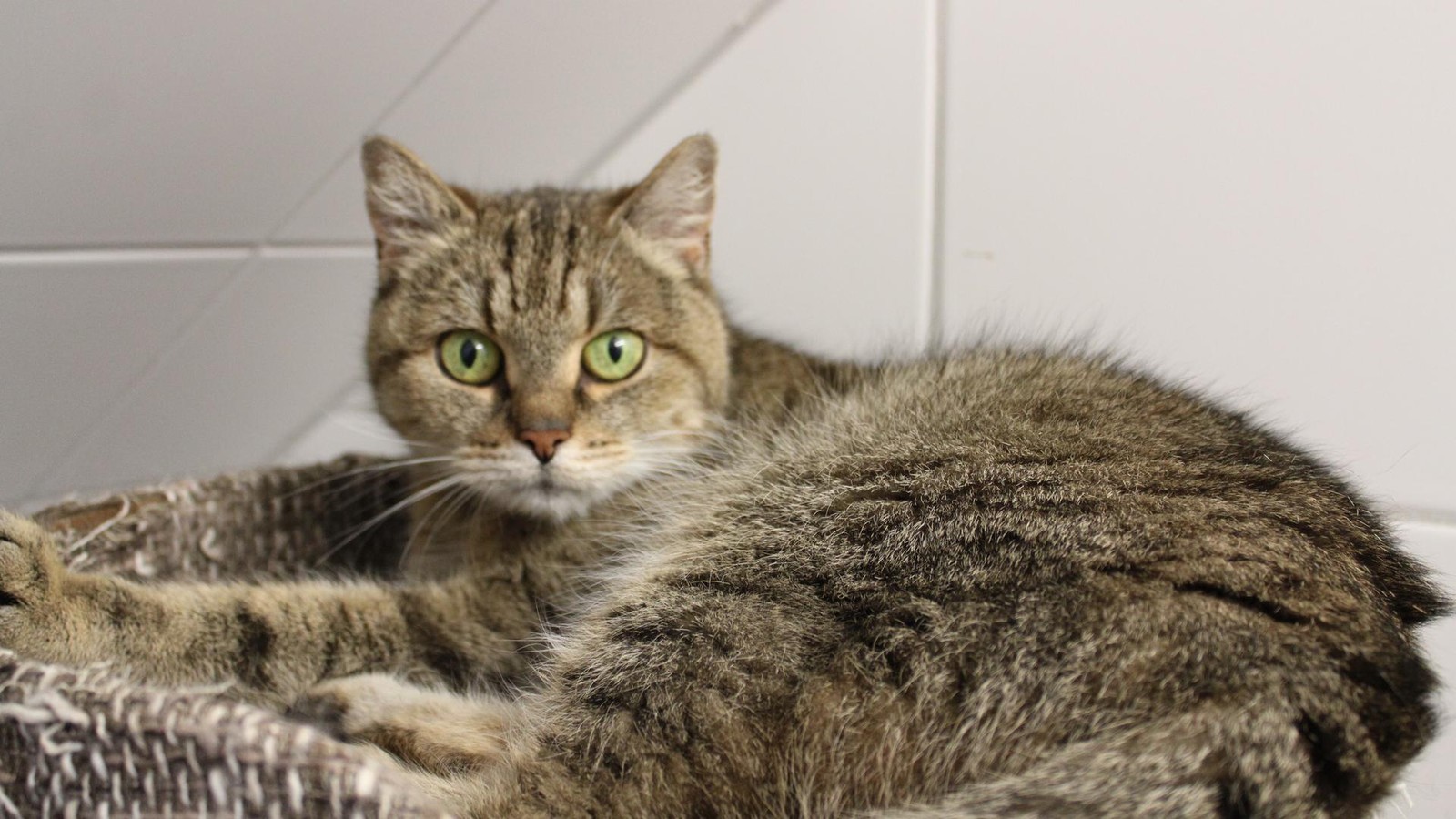 Sie-ist-selbstbewusst-er-sch-chtern-Katzen-Paar-sucht-neues-Zuhause