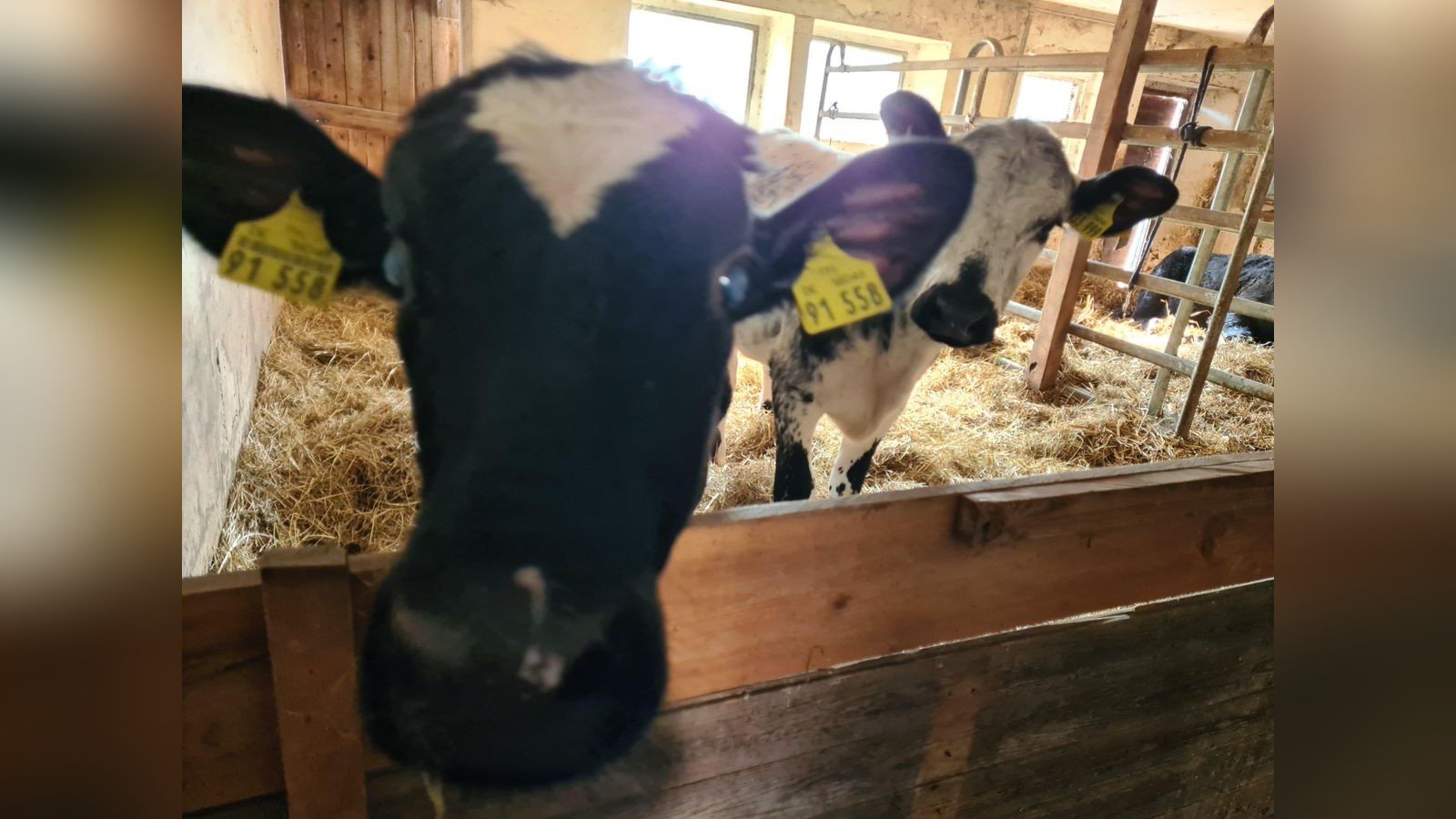 Das-Geld-ist-knapp-Tierschutzhof-im-Kreis-Greiz-hat-da-eine-Idee