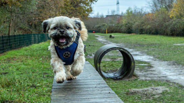 Hamburgs erster Hundefreizeitplatz soll neue Spielgeräte bekommen