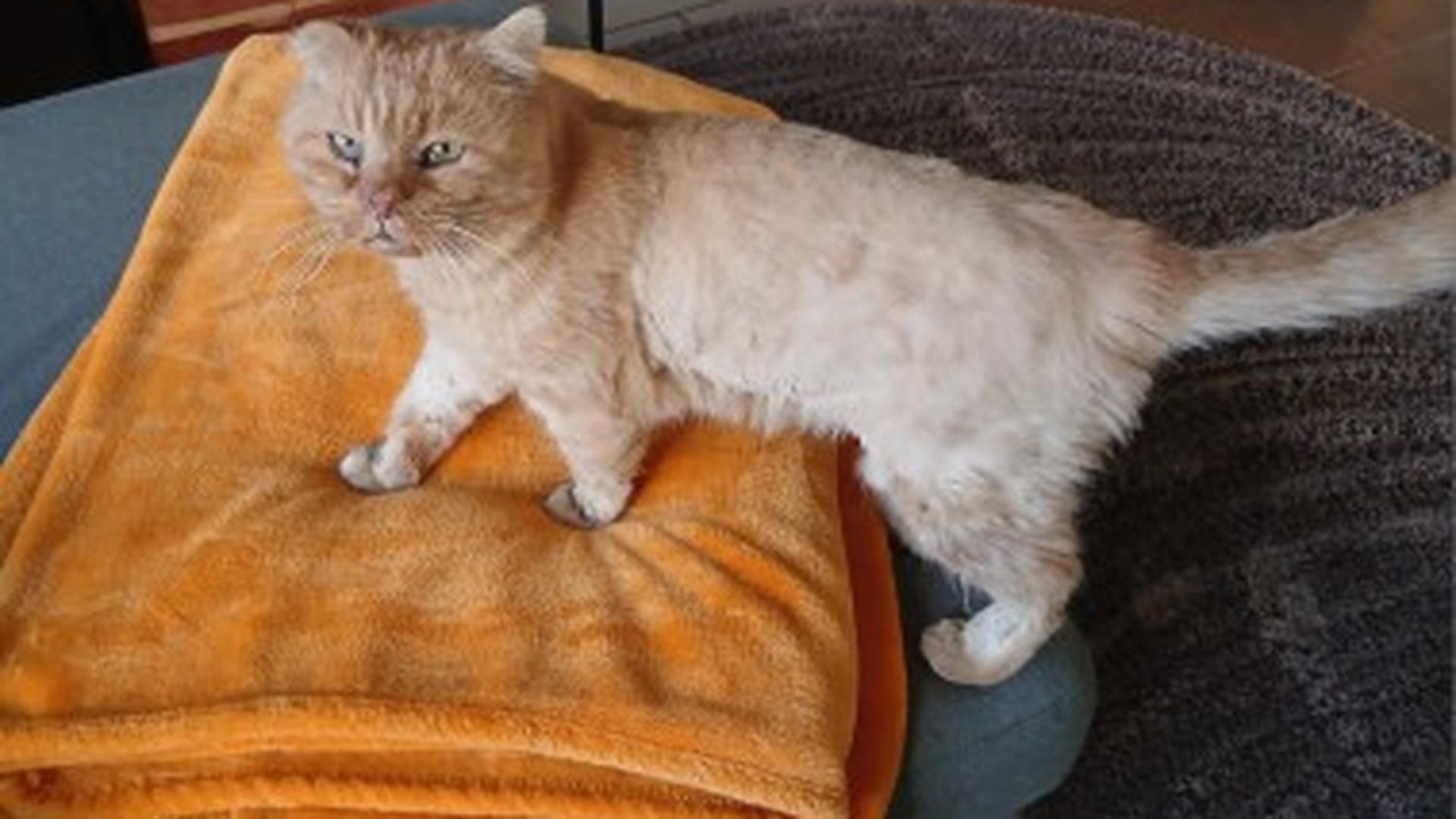 Gifhorner-Katzen-Opi-O-Malley-auf-der-Suche-nach-Liebe-und-Streicheleinheiten