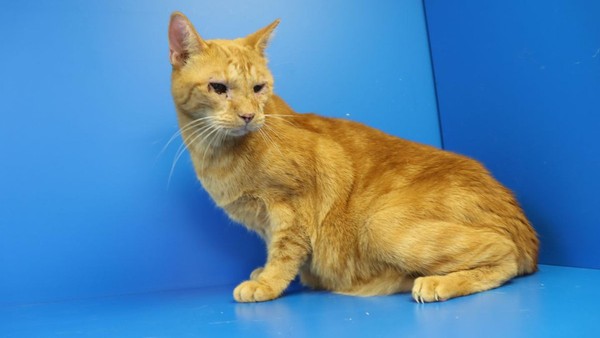 Mülheimer Tierheim: Katzensenior Gerry hofft auf eine zweite Chance