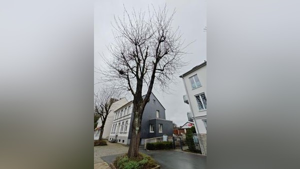 Kirschbaum an der Mittelstraße soll gefällt werden