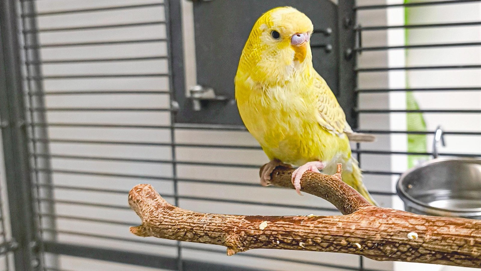 Tierheim-Salzgitter-Einsamer-Wellensittich-sehnt-sich-nach-liebevoller-Familie