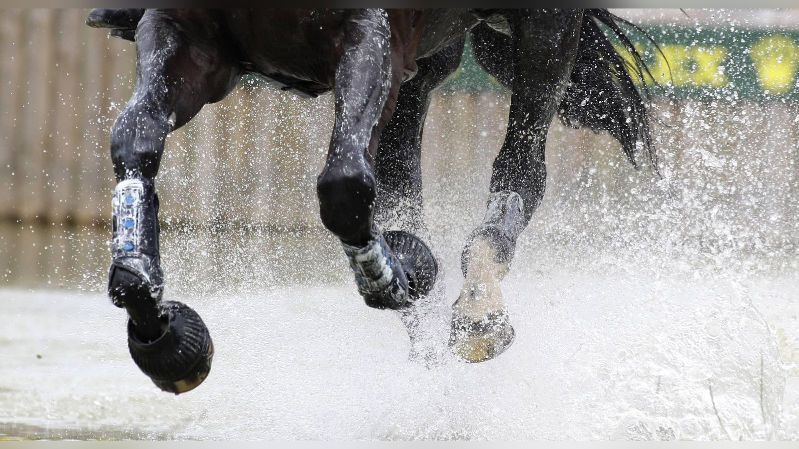 Im-Galopp-ber-die-A4-in-Th-ringen-Polizei-stoppt-ausgeb-xte-Pferde