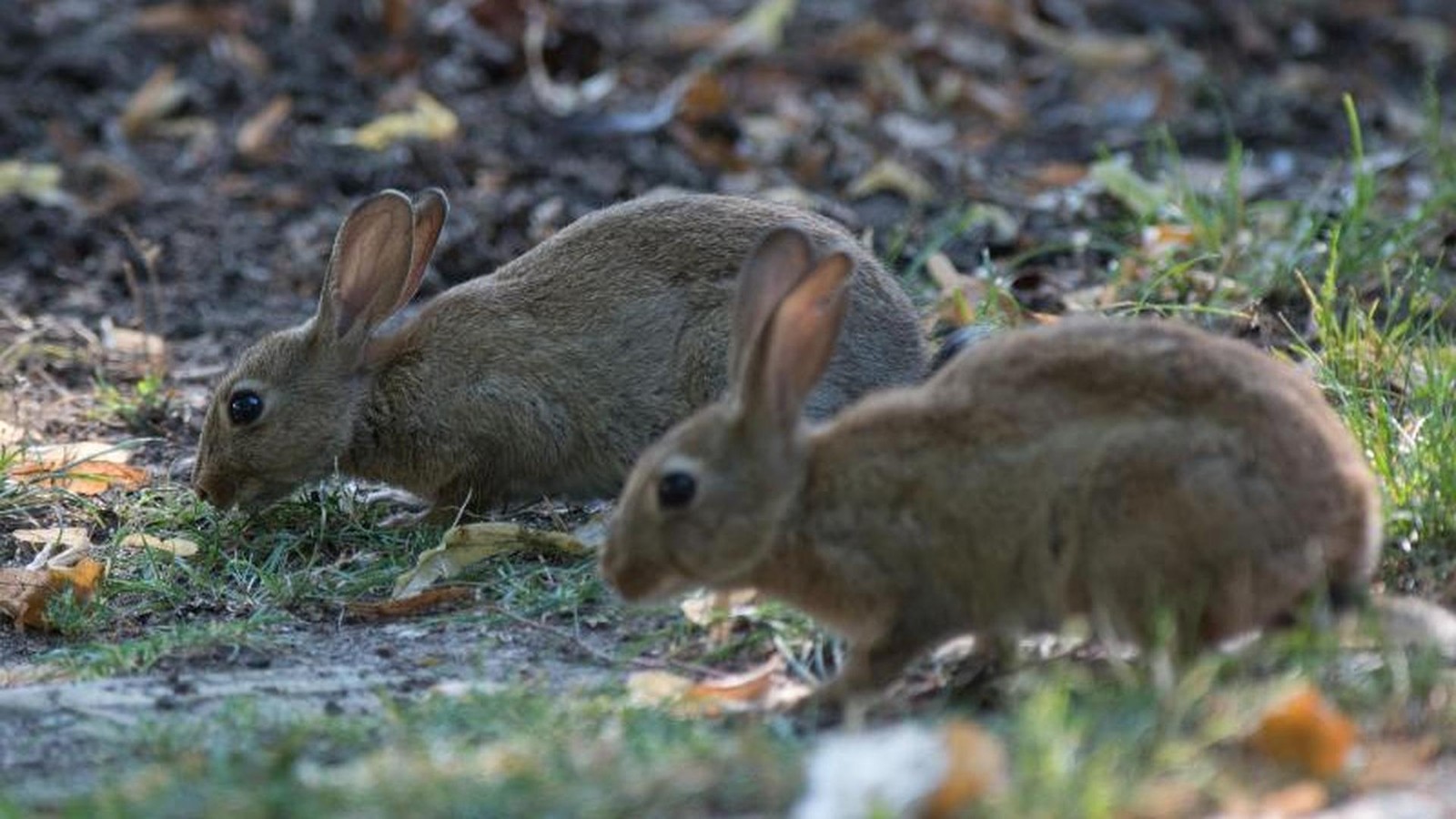Unbekannte-setzen-Tiere-in-M-hlhausen-aus