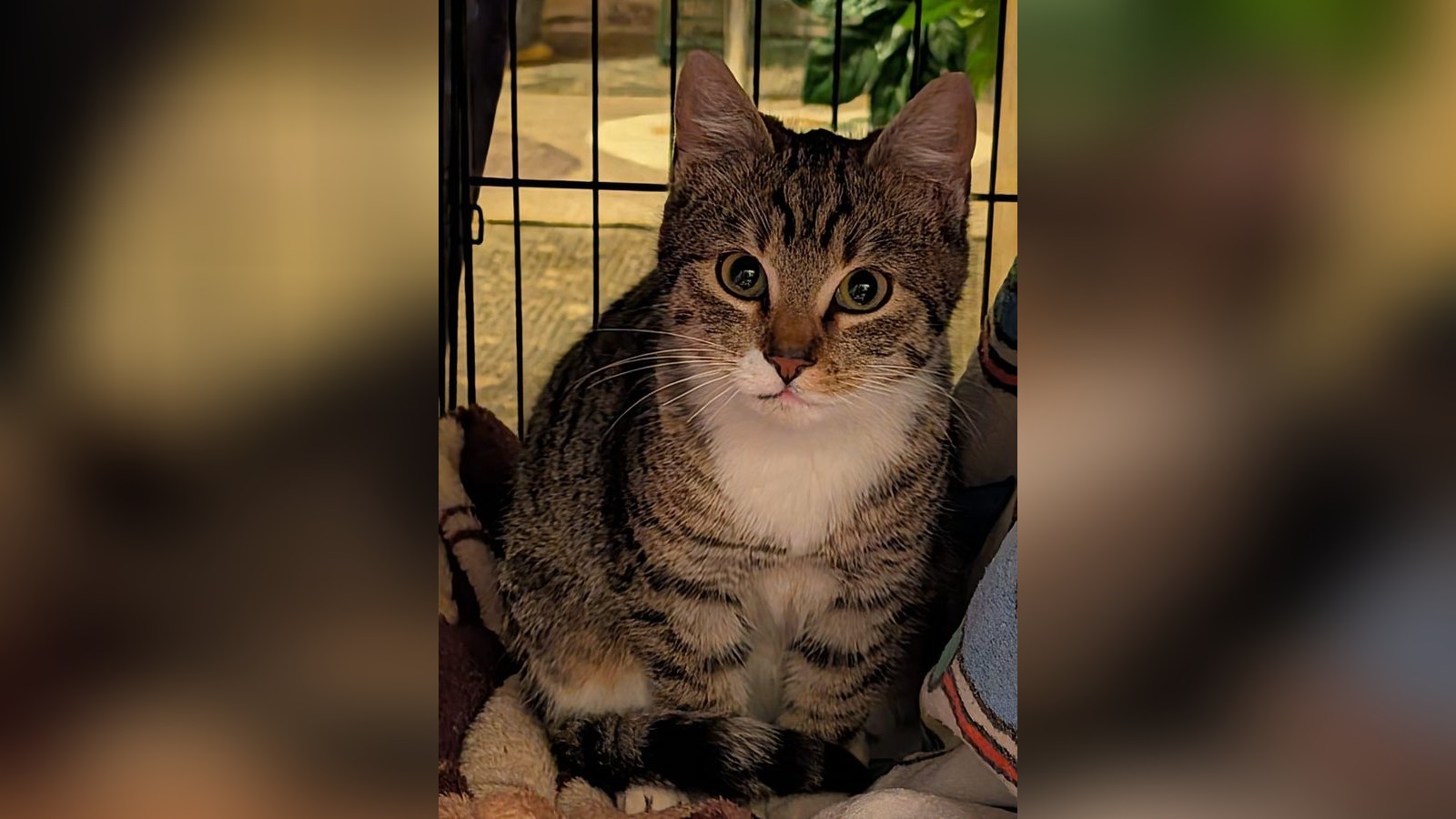 K-tzchen-im-Eichsfeld-wie-M-ll-entsorgt-Die-Geschichte-von-Maja-