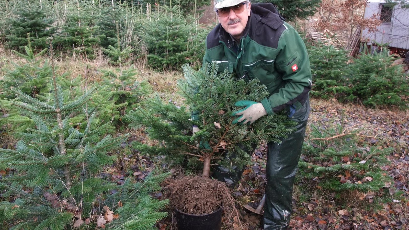 Saale-Holzland-Bei-getopften-Nordmanntannen-kommt-es-auf-die-Wurzel-an