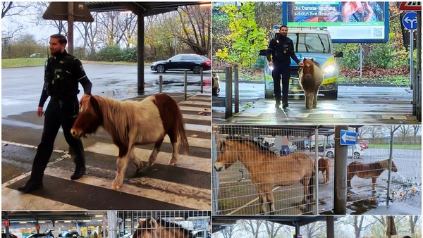 Pferde büxen in Duisburg aus und legen den Verkehr lahm