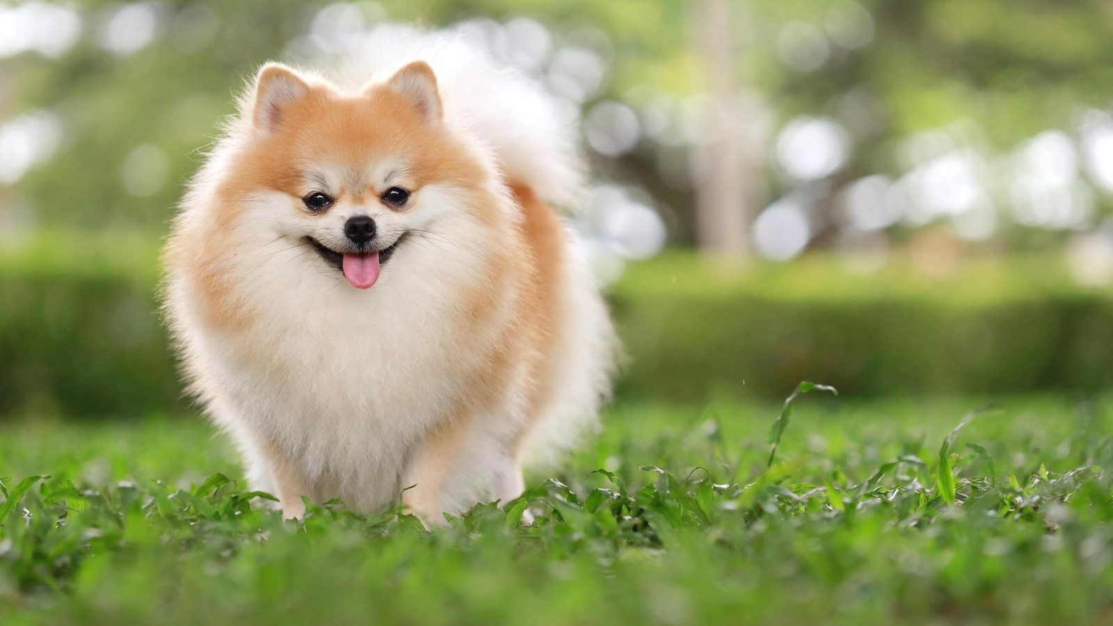 Wem-geh-rt-Bella-Warum-sich-zwei-Frauen-um-einen-Hund-streiten