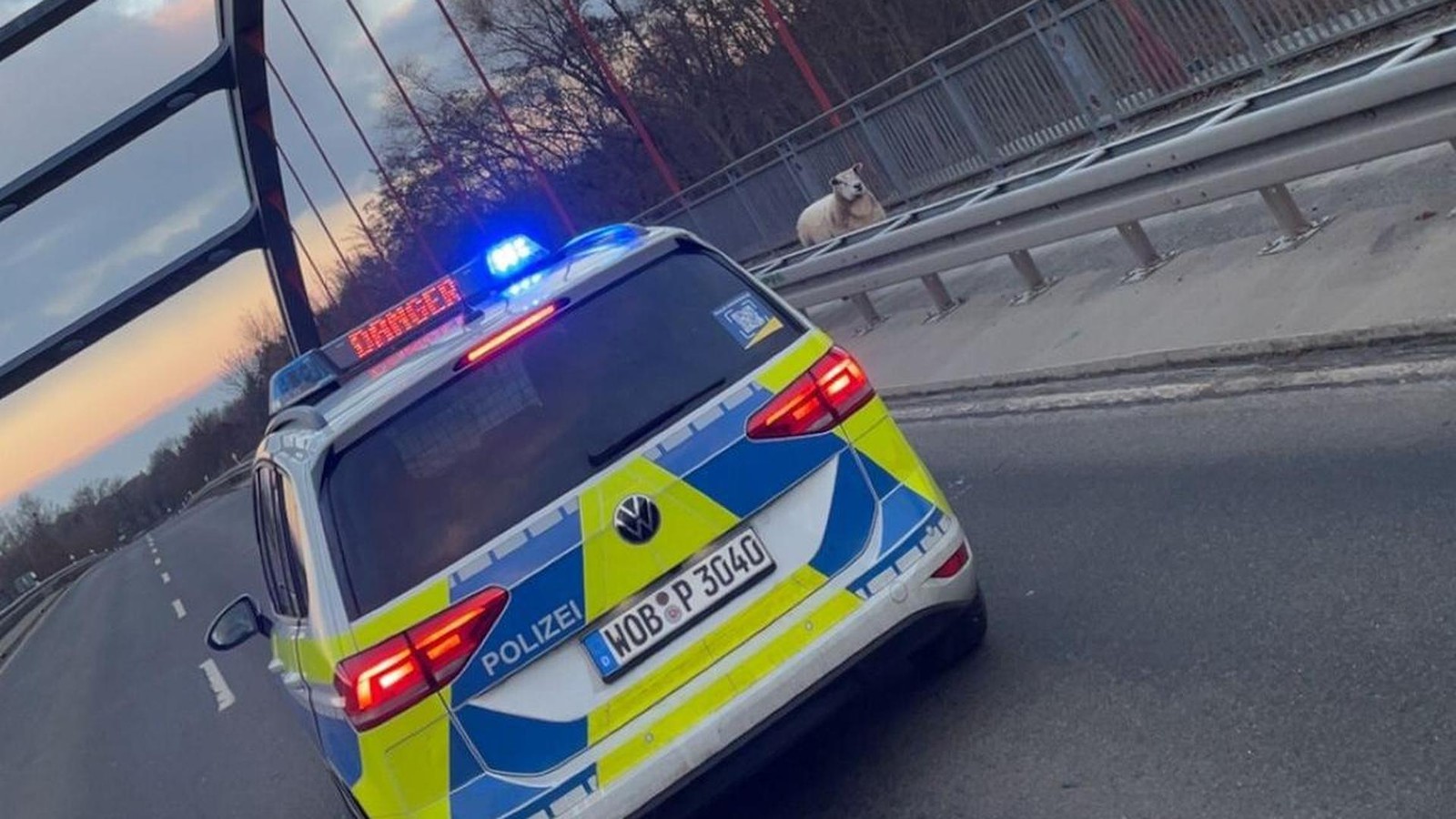 Schaf-wandert-an-der-B244-zwischen-R-hen-und-Grafhorst-entlang