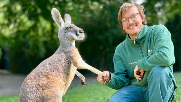 Hagenbeck: Dieser Tierpfleger ist nicht nur bei den Kängurus ein Star