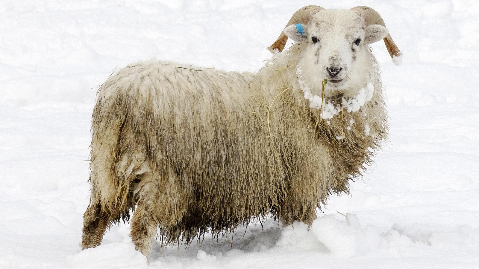 Wo-ist-der-Winter-in-Hattingen-Wenn-er-kommt-haben-B-rger-diese-Pflichten