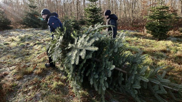 Landwirt klagt: „Weihnachtsbäume verkaufen – das lohnt kaum noch“