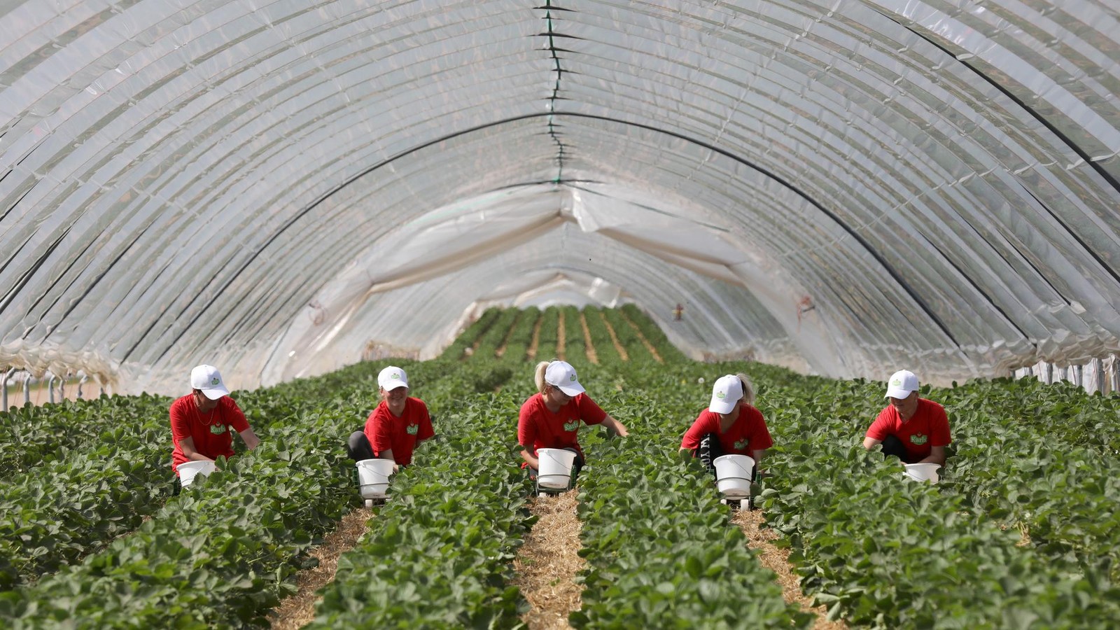 Karls-Erdbeerhof-Kommt-der-Freizeitpark-bald-in-den-Harz-