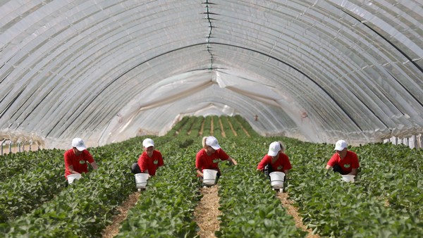 Karls Erdbeerhof im Harz: Die Entscheidung ist offenbar gefallen