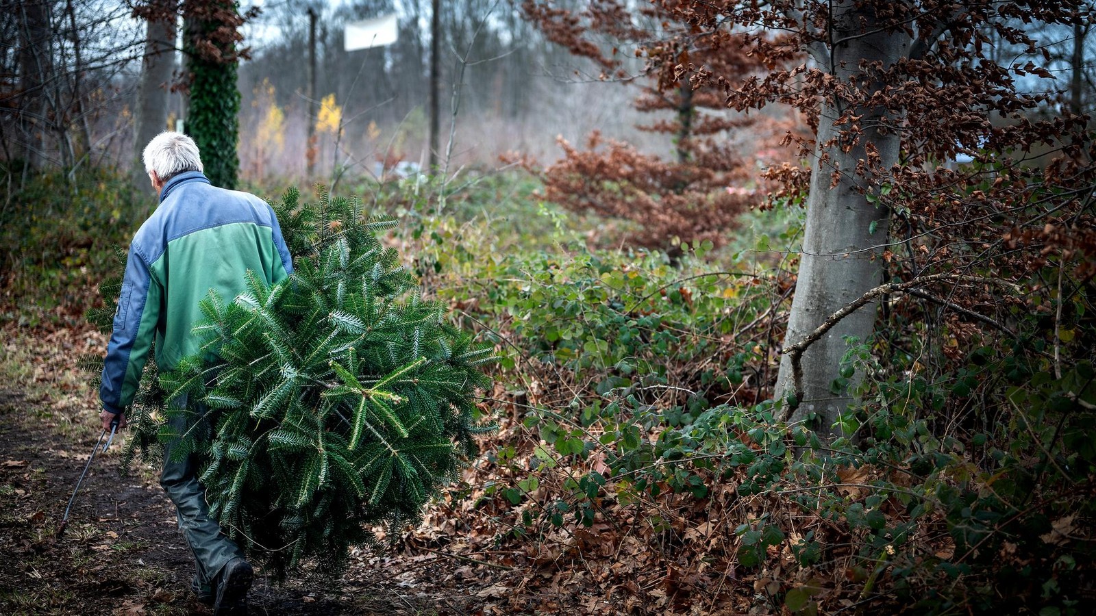 Weihnachtsbaum-selber-schlagen-bersicht-f-r-den-Niederrhein-die-besten-Spots