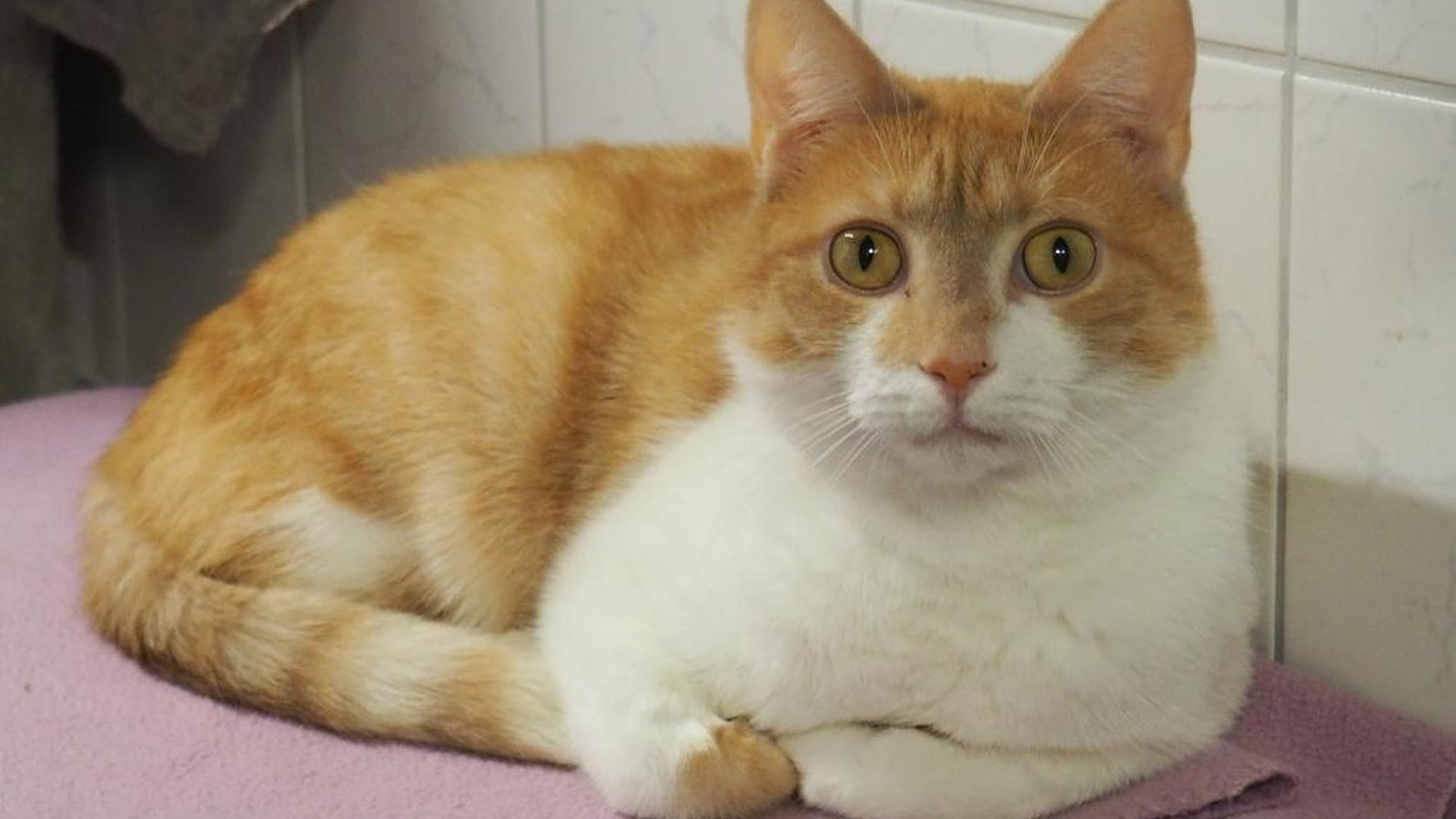 Strahlender-Blick-viel-Lebensfreude-Kater-Abel-sucht-Zuhause-in-Peine