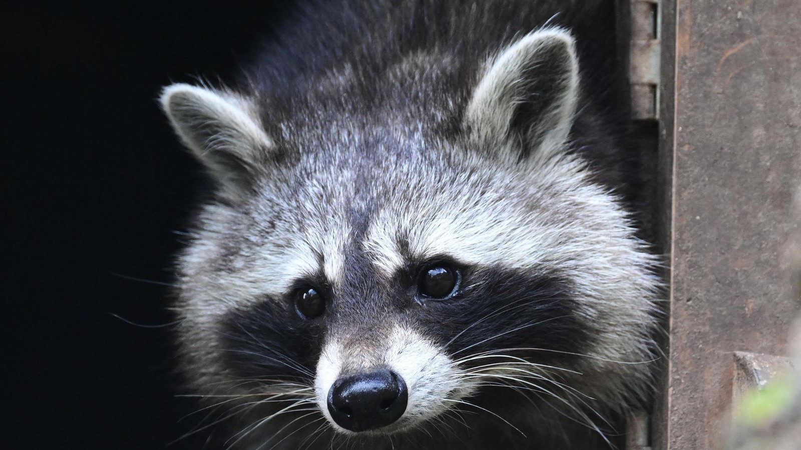 Waschb-r-bricht-in-Spirituosen-Laden-ein-und-betrinkt-sich-besinnungslos