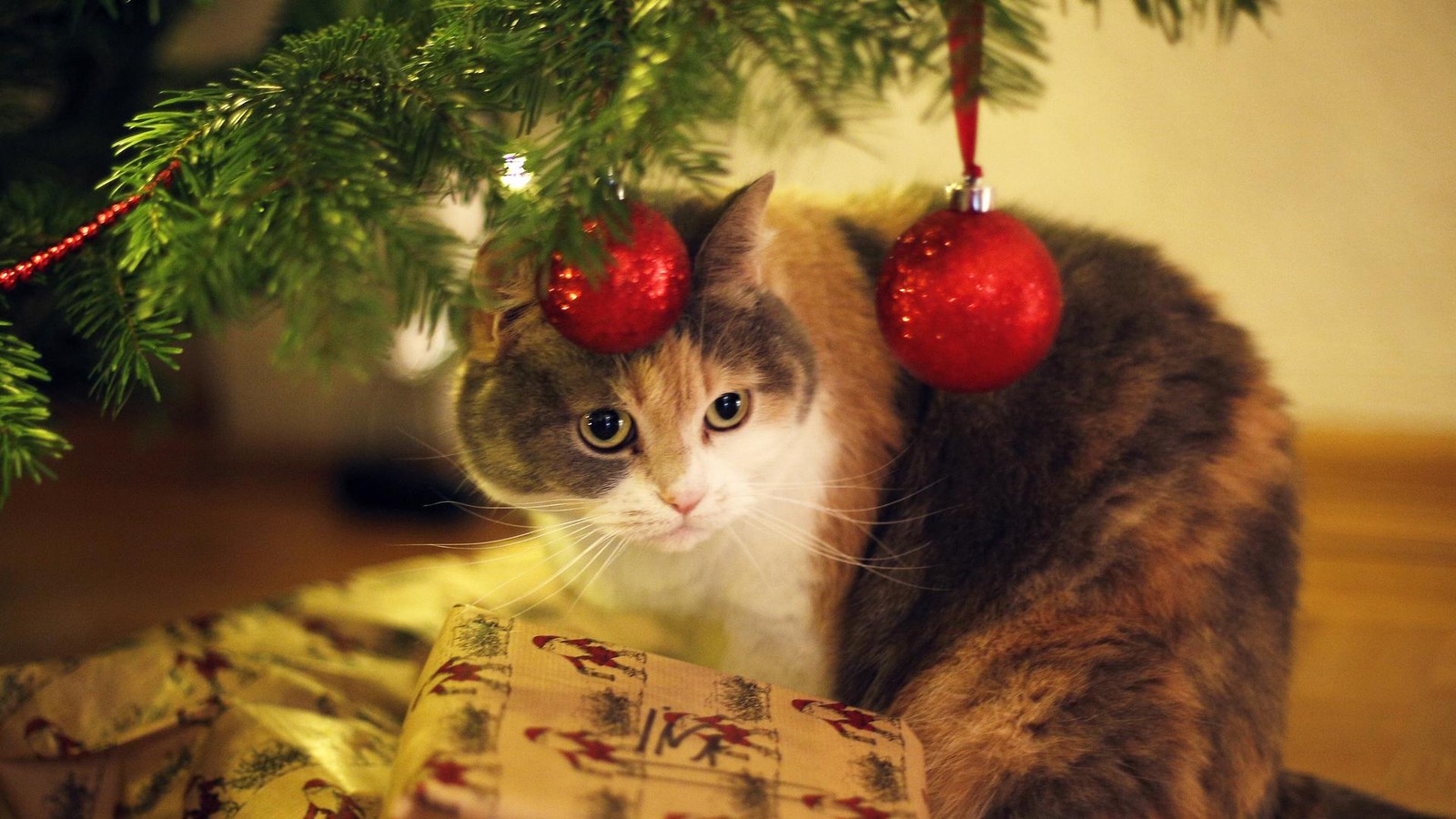 Tierheim-Berlin-feiert-das-Weihnachtsfest-der-Tiere-