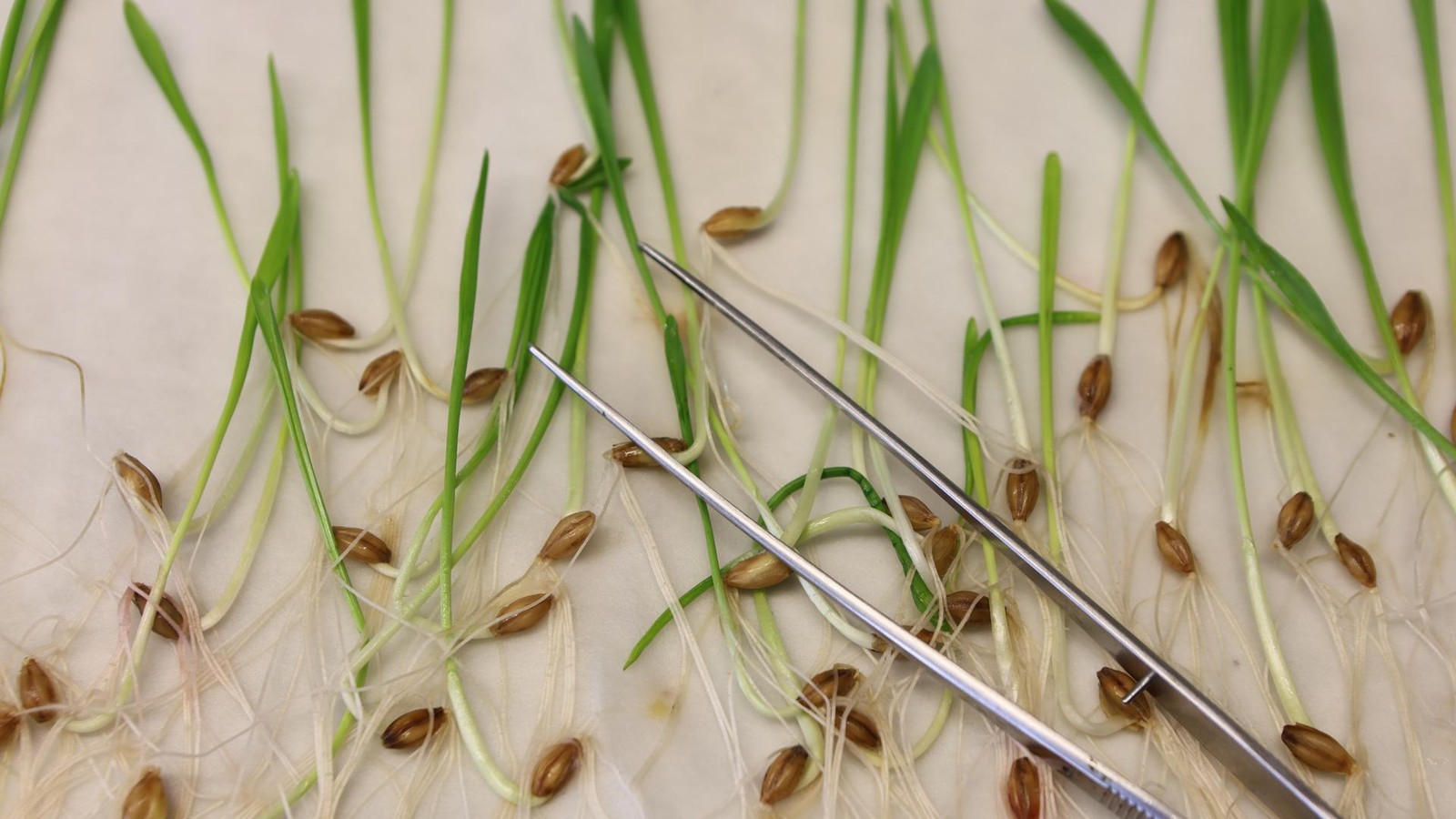 EU-lockert-Gentechnik-Regeln-f-r-Lebensmittel-Kennzeichnungspflicht-entf-llt