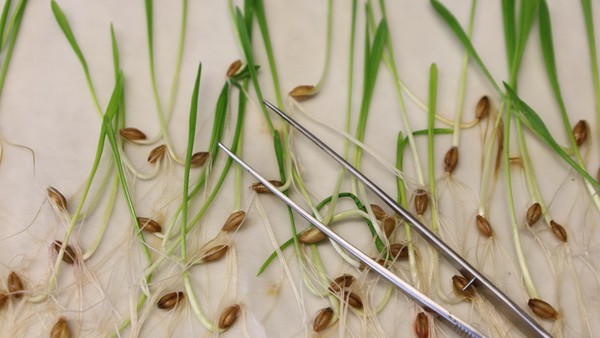 EU lockert Gentechnik-Regeln für Lebensmittel – Kennzeichnungspflicht entfällt