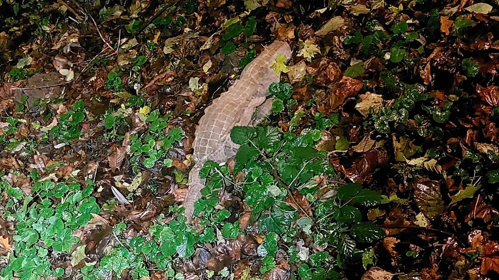 Passantin-sichtet-Krokodil-in-W-lfrath-Polizei-kann-das-Tier-sichern