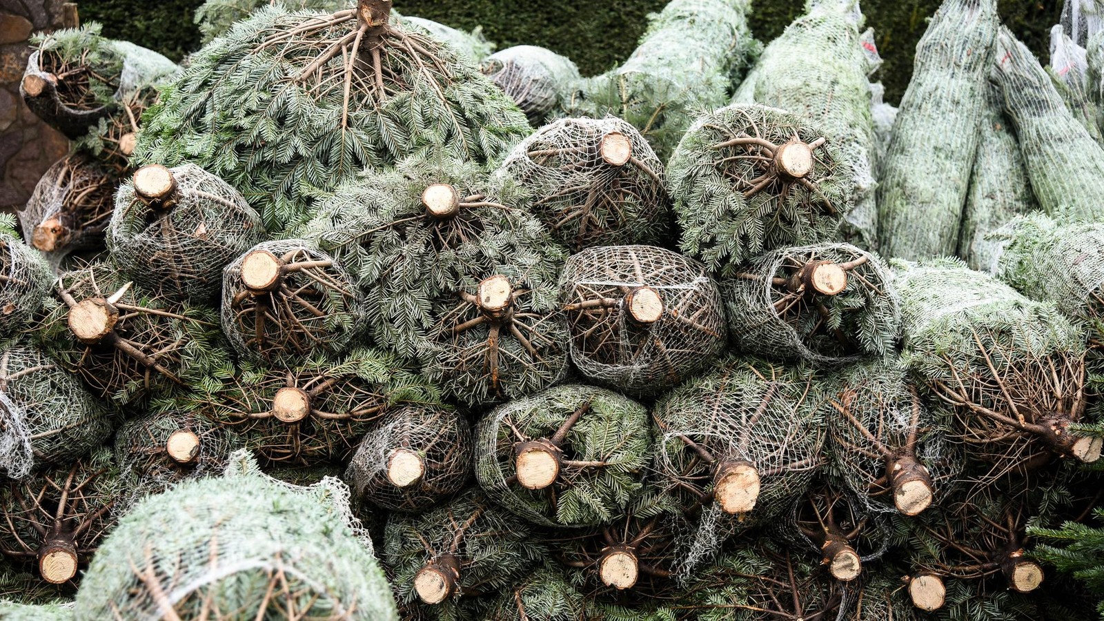 Weihnachtsb-ume-in-Dinslaken-Voerde-H-nxe-Das-kosten-sie