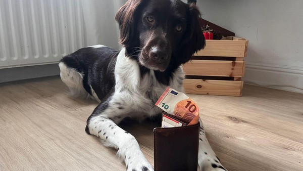 Höhere Hundesteuer in Wolfenbüttel: Wer jetzt mehr zahlen muss