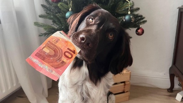 Stadt will Hundesteuer anheben – Für wen Bello jetzt teurer wird